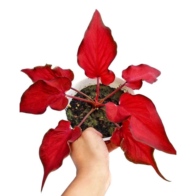 Keladi Hias Anggur Merah | Tanaman Hias Keladi Anggur Merah Anakan Murah