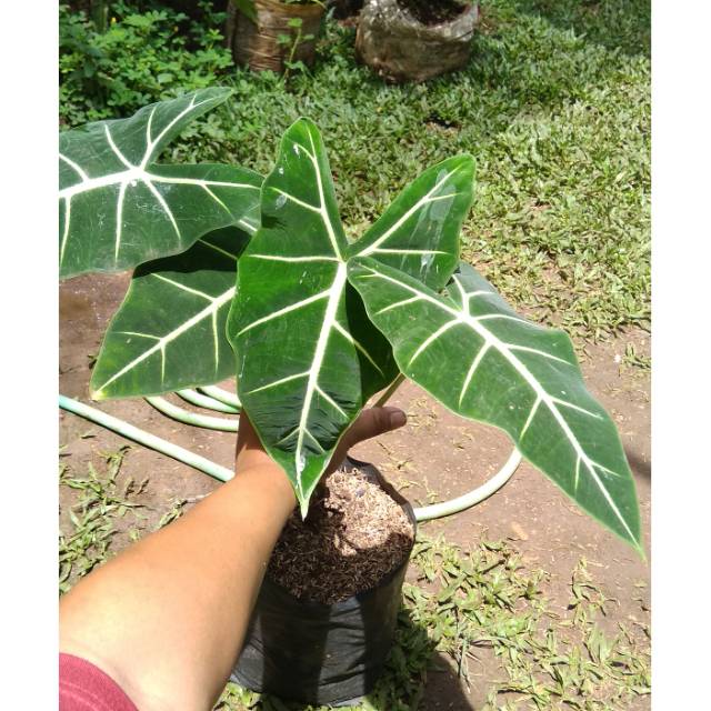 Tanaman hias keladi neon - keladi alocasia neon