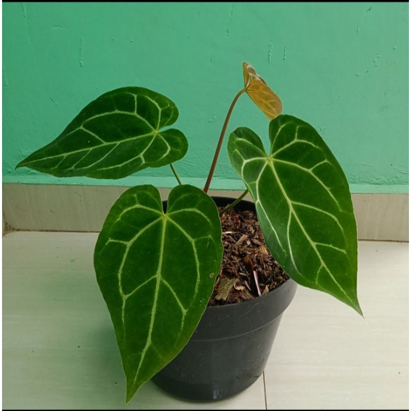 Tanaman hias Anthurium kuping gajah daun jumbo,Anthurium kuping gajah remaja