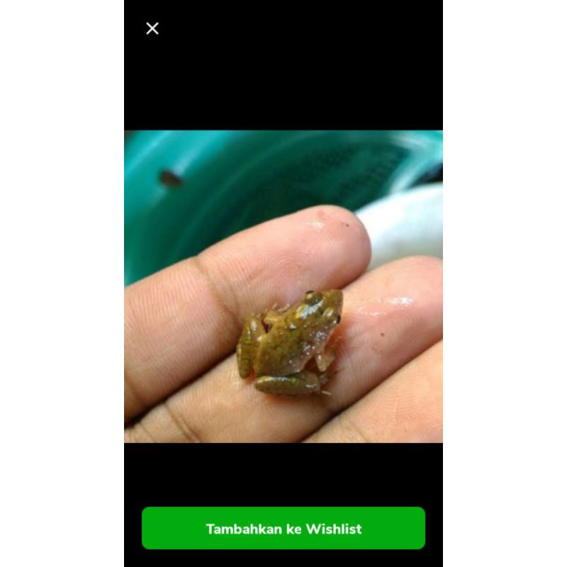 kodok air pakan ikan/pakan aligator