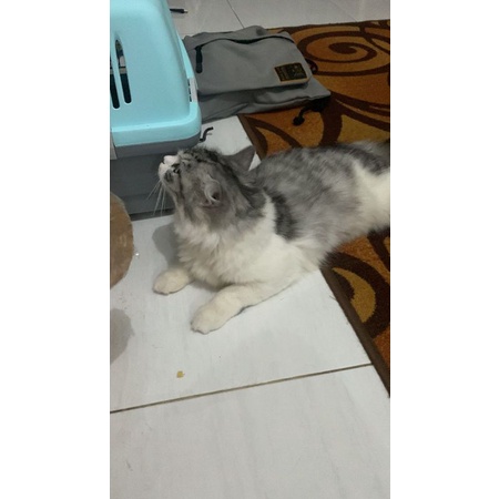 kucing persia medium