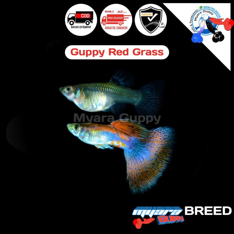Ikan Hias Guppy Red Grass
