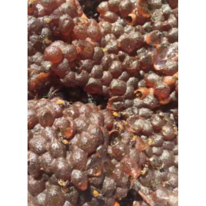 

madu klanceng