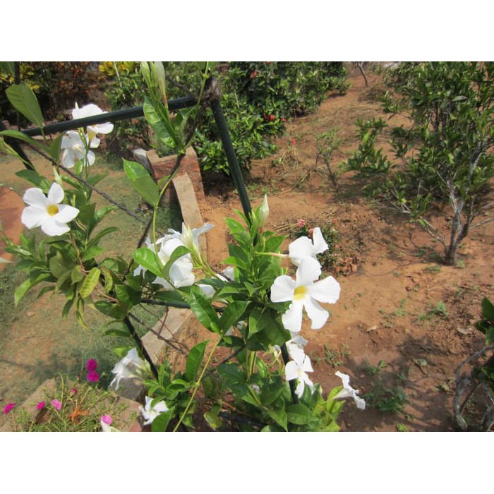 

Tanaman Bunga Mandevilla Putih