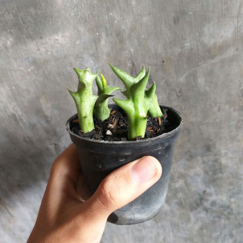 Huernia orbea (Kaktus Cula Badak) Satuan Sukulen Ownroot Berakar Siap Tanam Murah