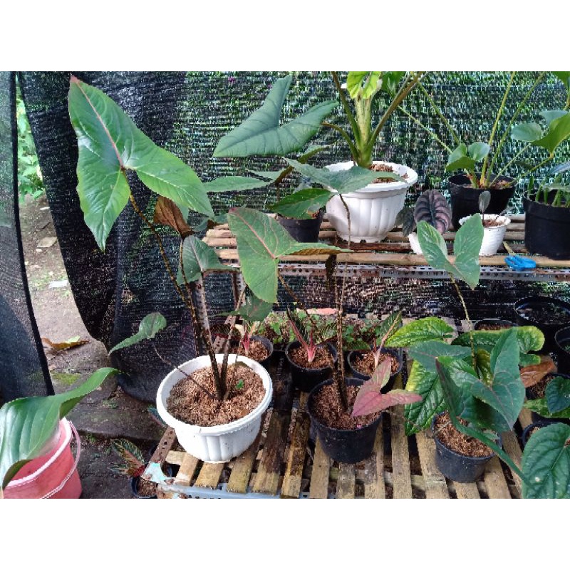Alocasia Cyrtosperma Johnstoni - Alokasia Black Jack