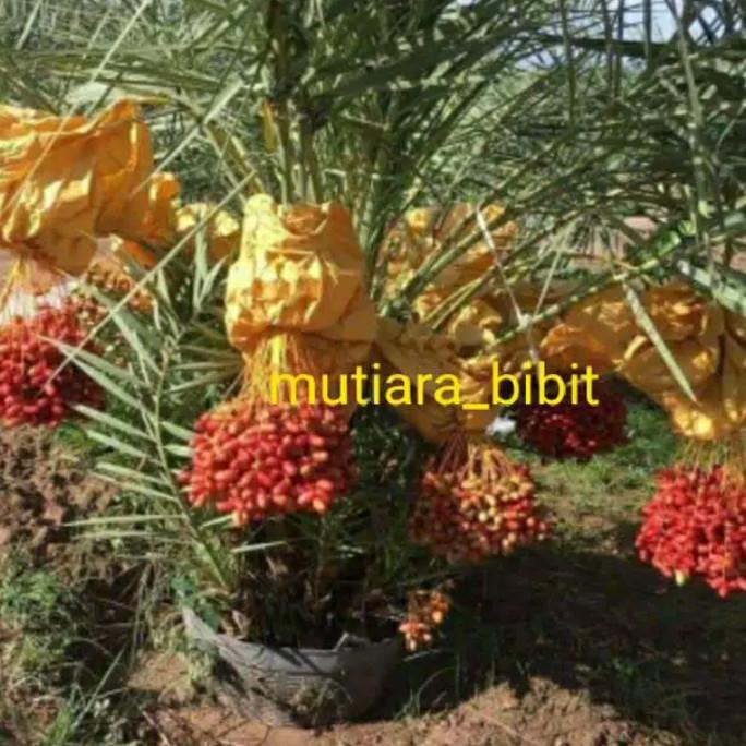 bibit kurma ajwa kultur jaringan HEMAT