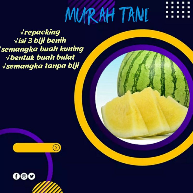 3 BIJI-BENIH SEMANGKA KUNING TANPA BIJI (AMARELO F1)