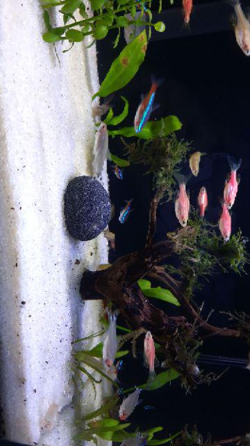 Batu Gosok Punggung Kali Alami Koral Lembut Hiasan  Kamar  