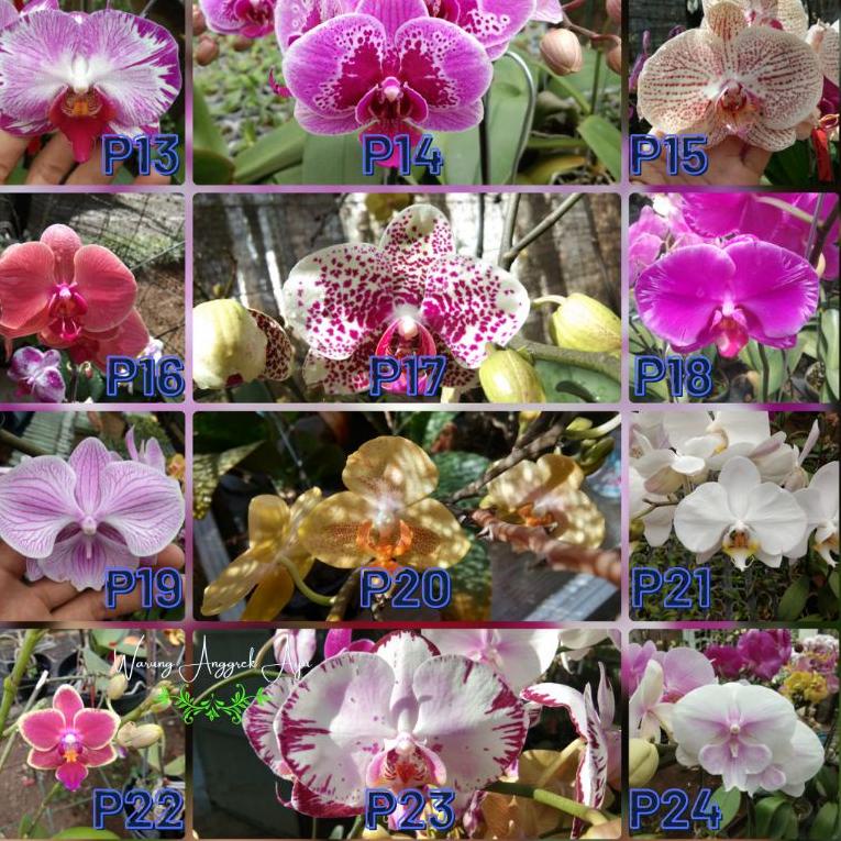 ち Anggrek bulan remaja taiwan hibrid premium GINUK-GINUK ゥ