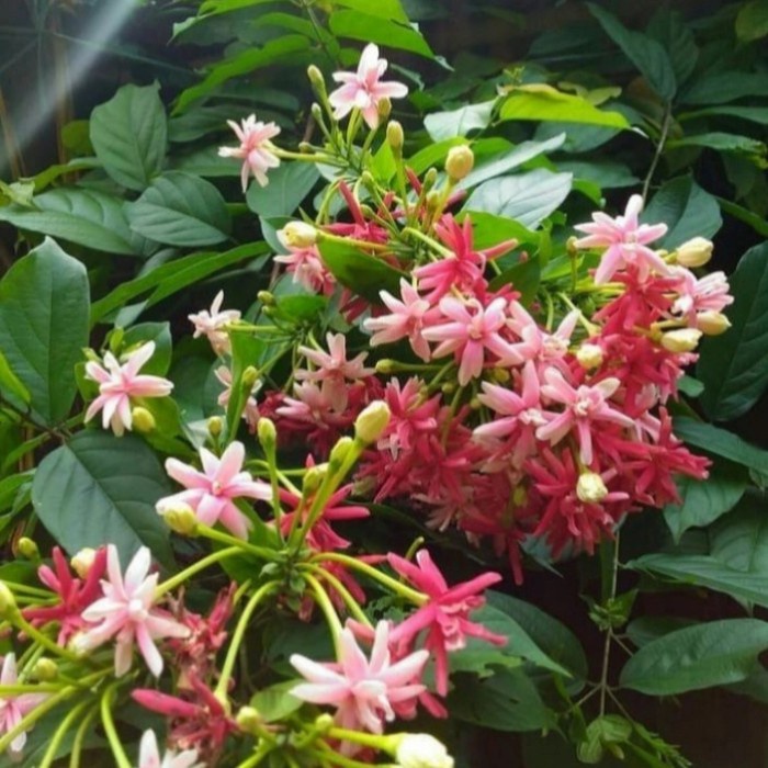 Pohon Melati Belanda Sudah Berbunga Tanaman Rambat Pohon Bunga Melati