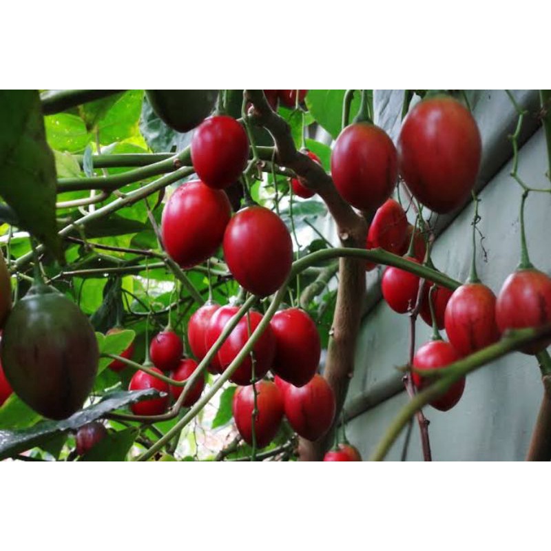 Benih Terong Belanda Terong Merah Tamarillo Benih Terung Belanda