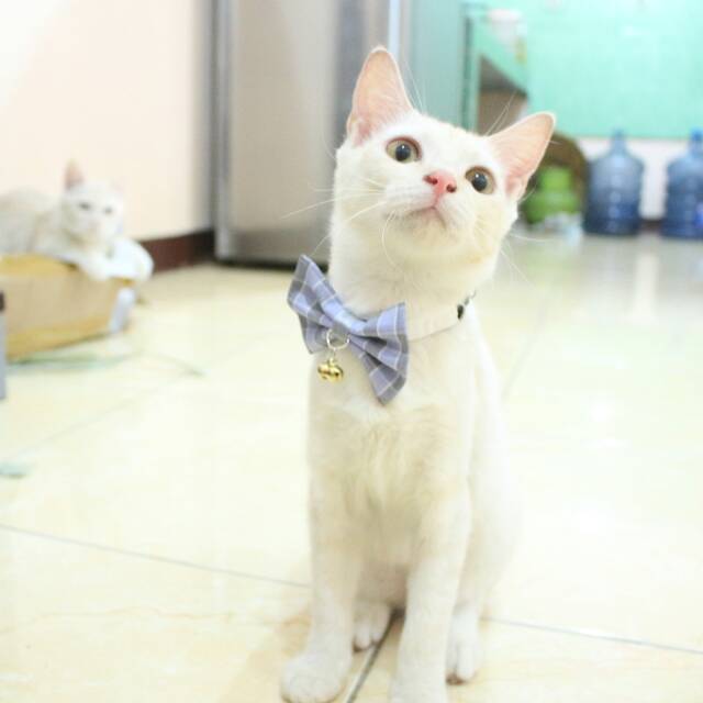 Dasi kupu-kupu lucu untuk kucing kamu / baju kucing dan aksesoris murah hanya disini