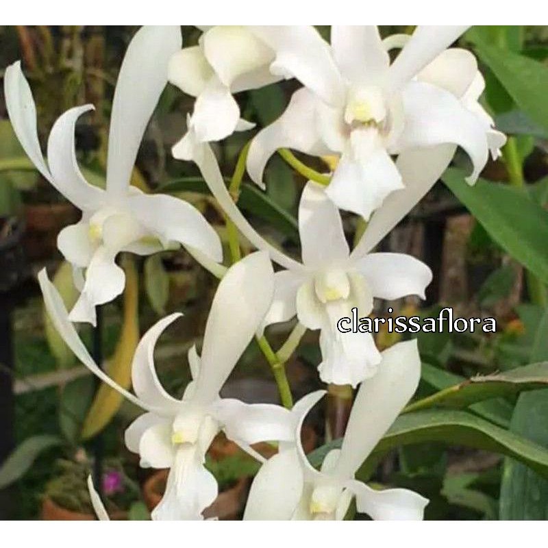 SEEDLING ANGGREK DENDROBIUM CAESAR WHITE