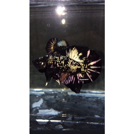 Ikan cupang Avatar copper orange wash ( pair / sepasang )