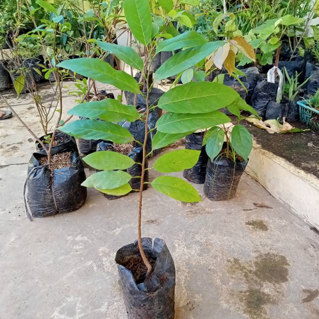 Bibit Pohon Buah Srikaya Lokal