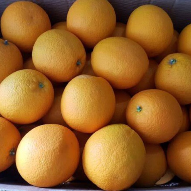 

JERUK SUNKIST VALENCIA HARGA GROSIR