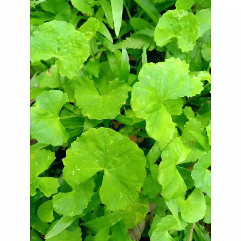 

DAUN PAGAGAN/DAUN ANTANAN/DAUN SENDUDUK SEGAR 1 KG