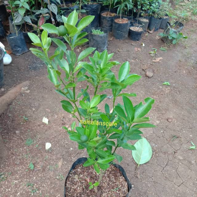 Pohon Jeruk Kips Sudah Berbuah