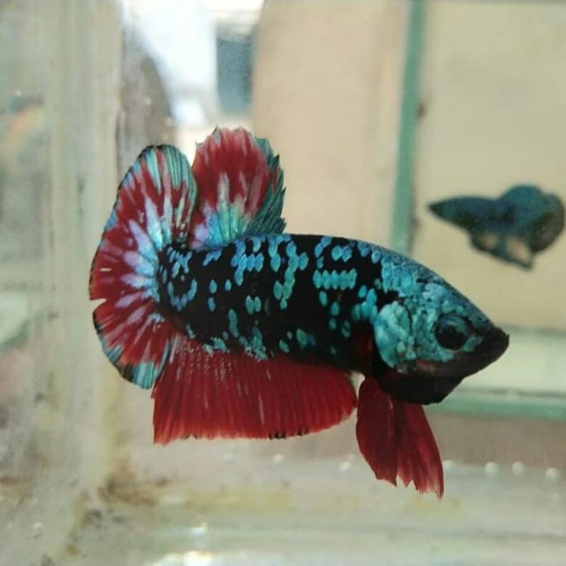 Cupang Avatar Gordon