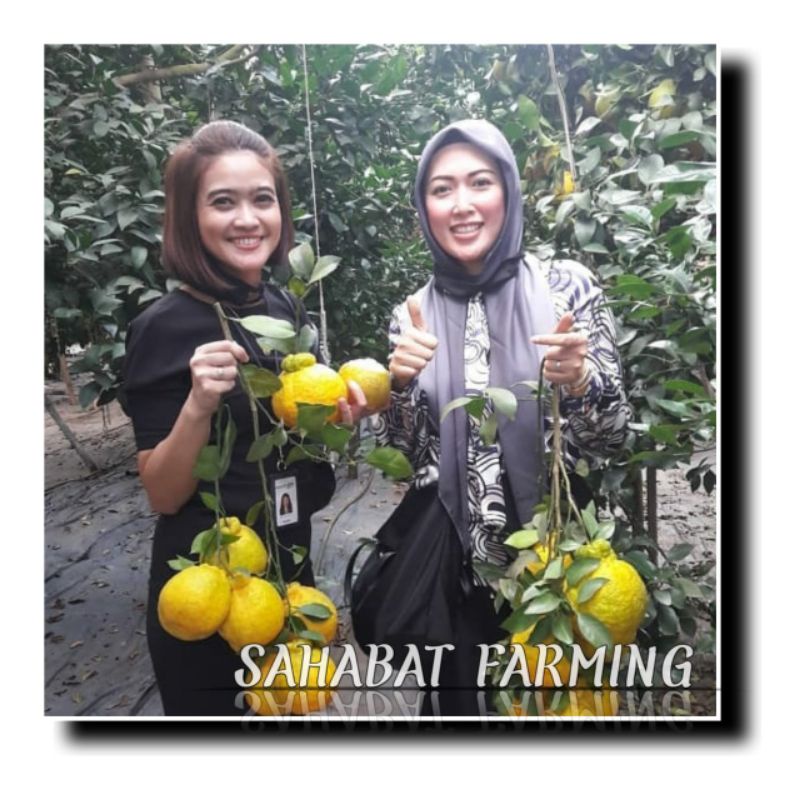 Bibit jeruk dekopon super