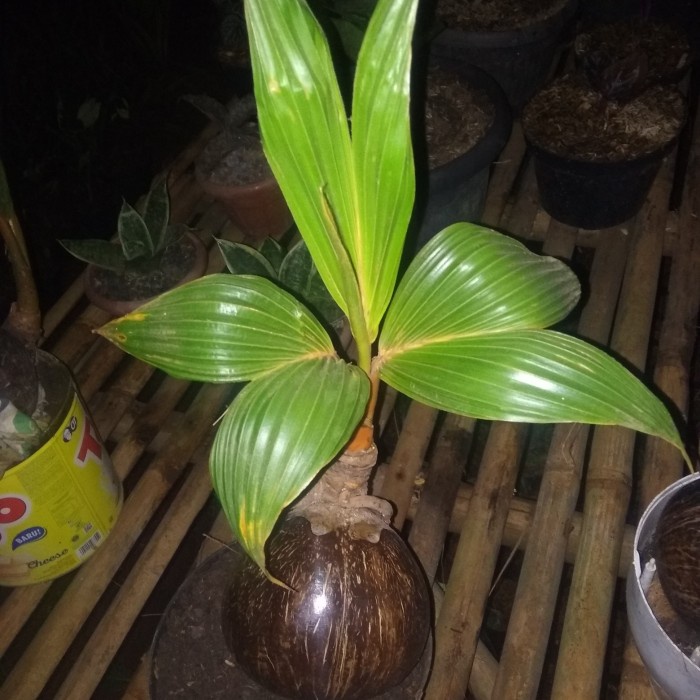 tanaman hias kelapa bonsai cantik