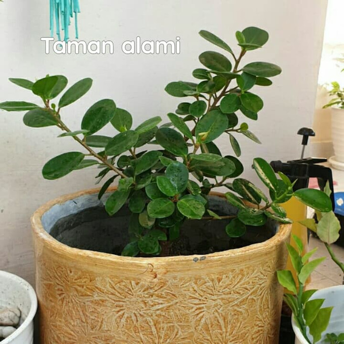 Tanaman beringin korea bahan bonsai - pohon beringin korea