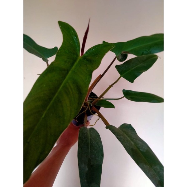 philodendron mexicanum