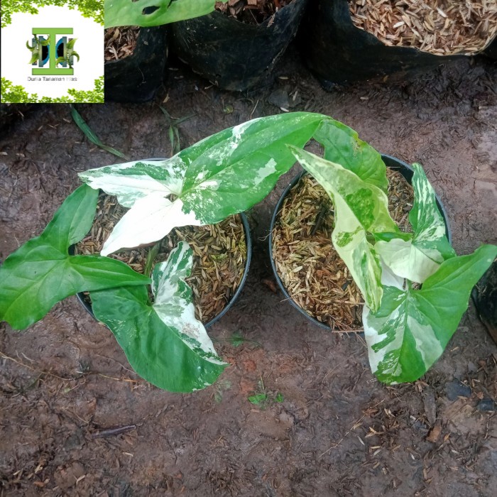 tanaman hias syngonium variegata - singonium - murah