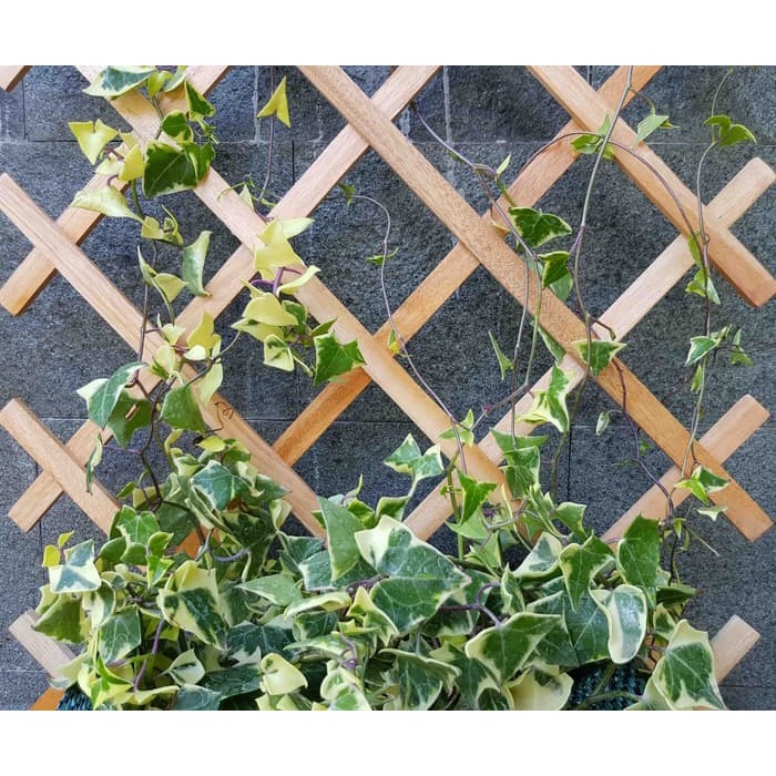 EXPANDING TRELLIS 50 X 100 CM kayu rambatan garden climbing tembok