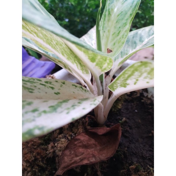 Lelang Aglaonema mutiara Langka batang putih