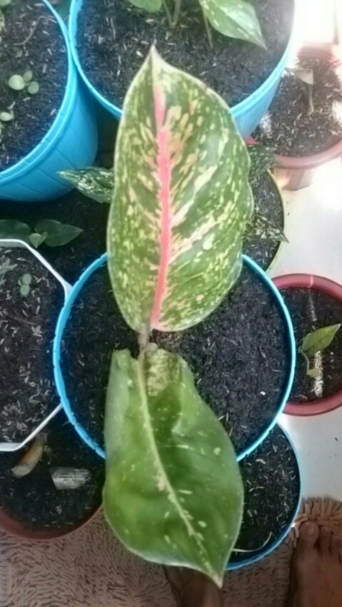 Aglonema Big Papa