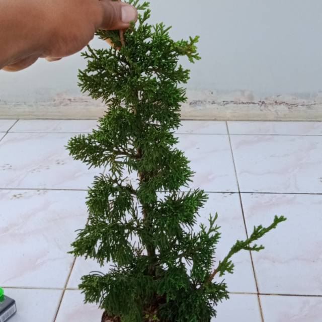Bahan Bonsai cemara sinensis
