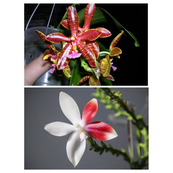 phal. hymen x Phal tetraspis