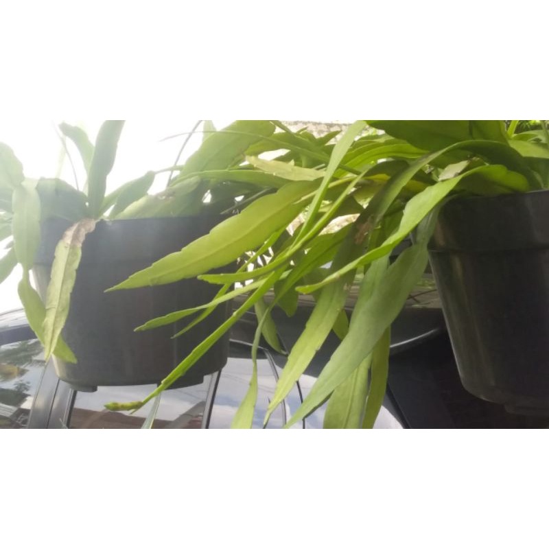 vijaya kusuma mini bunga putih