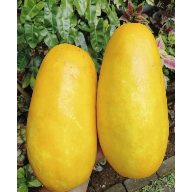 

TIMUN SURI 1 BUAH FRESH/BUAH TIMUN SURI MANIS FRESH