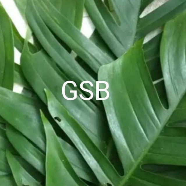 

Daun ekor naga segar 500 gram petik langsung