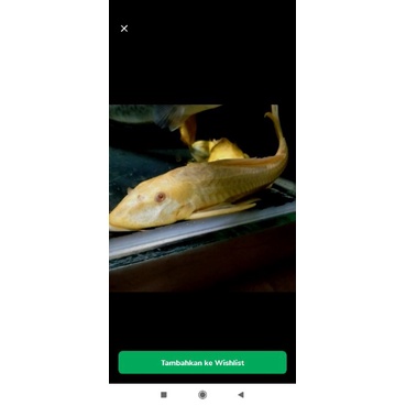 Ikan Hias Pleco Sapu Sapu Albino Jumbo 30 Cm Aquarium