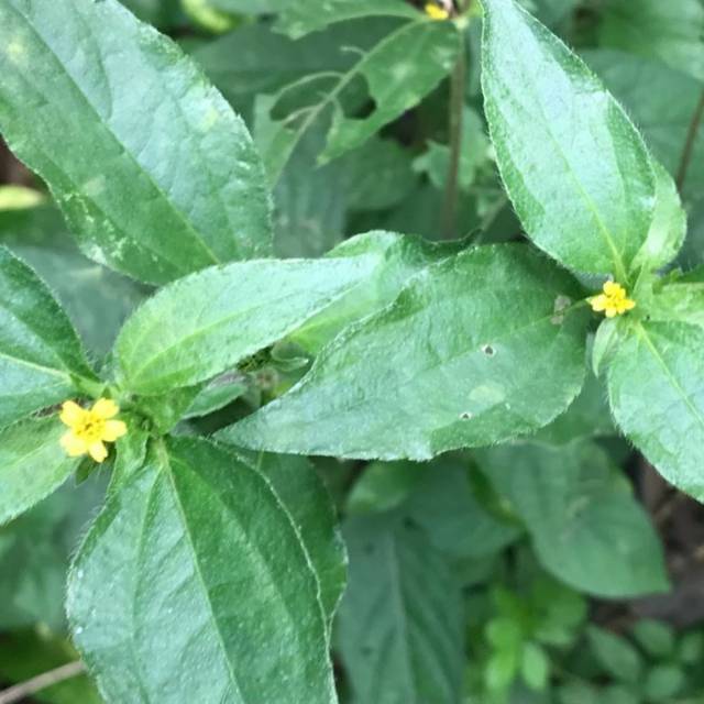 

Herbal daun legetan 500 gram segar / baru petik