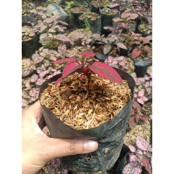 Tanaman Hias Hypoestes Polkadot Hipoestes / Tanaman bunga Hipotes pink
