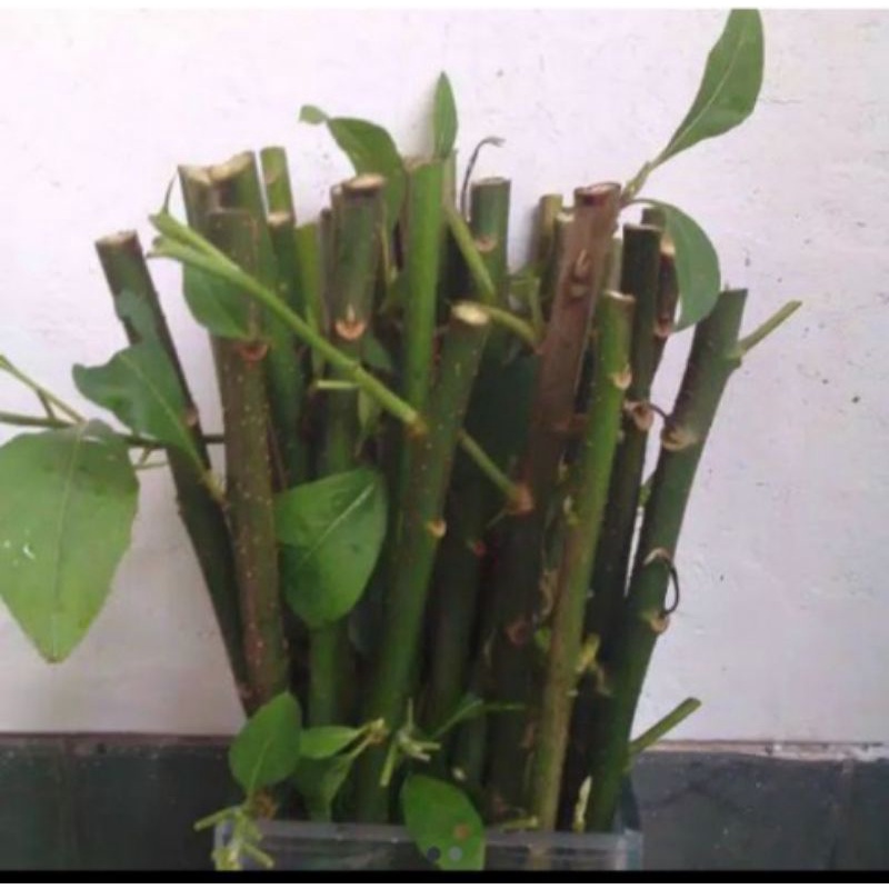 Bibit stek pohon Afrika