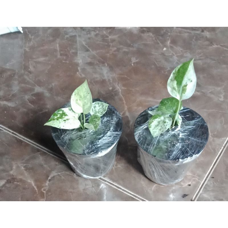 Anturium hookeri pink/ hokery pink varigata