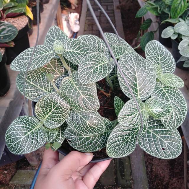 Fitonia daun lebar putih | Shopee Indonesia