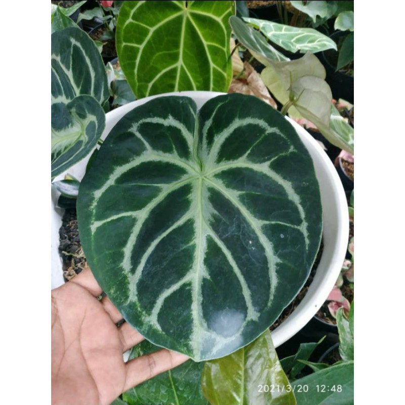 kuping gajah dorayaki mangkok ori