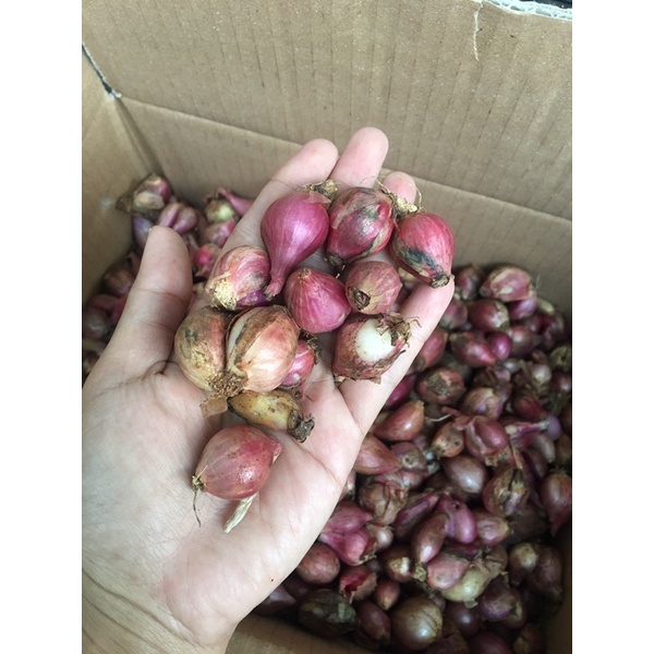 

Bawang Merah Brebes Kecil