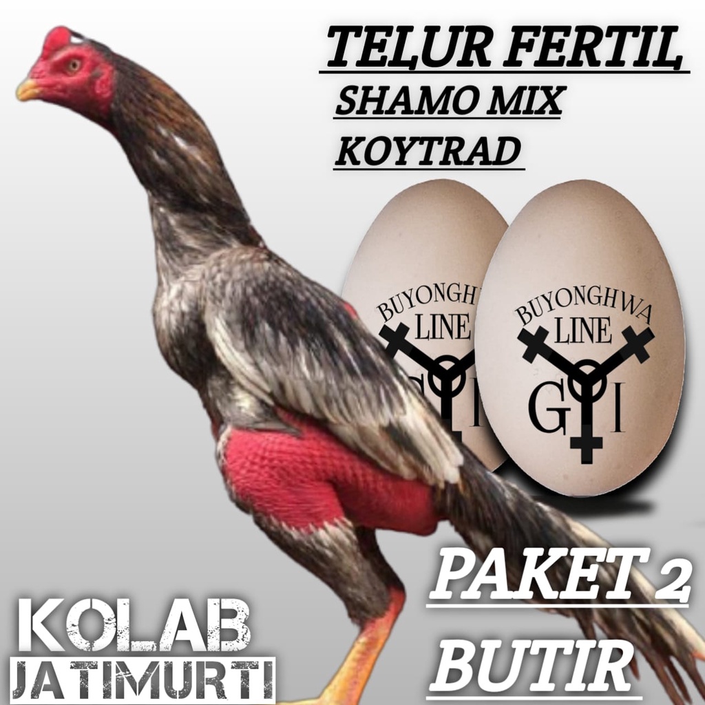 ayam shamo mix koytrad telur fertil