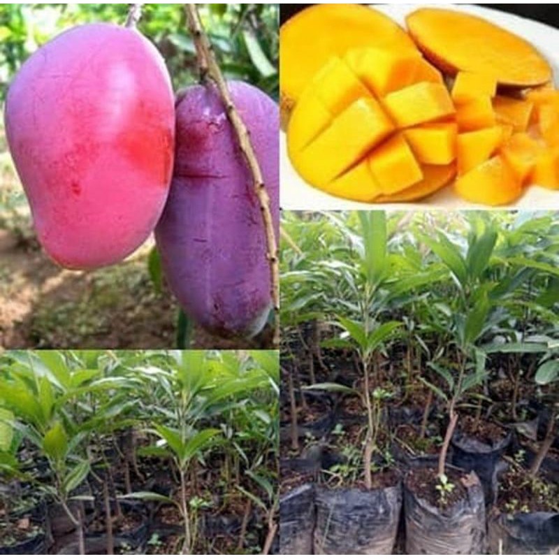 bibit mangga irwin | pohon mangga irwin