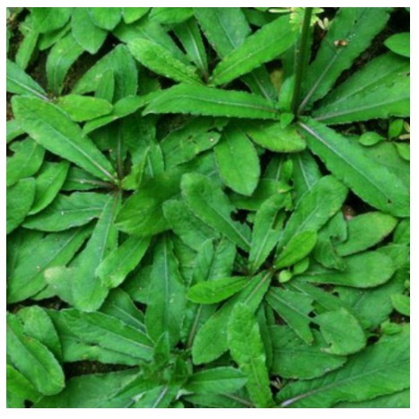 

Daun Tapak Liman segar harga perlembar