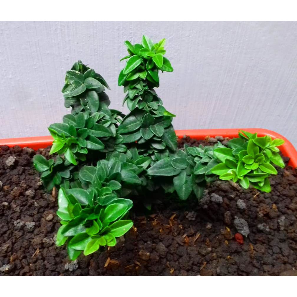 Tanaman Bahan Bonsai New Jeruk Kingkit Micro Kompakta Daun Rapat