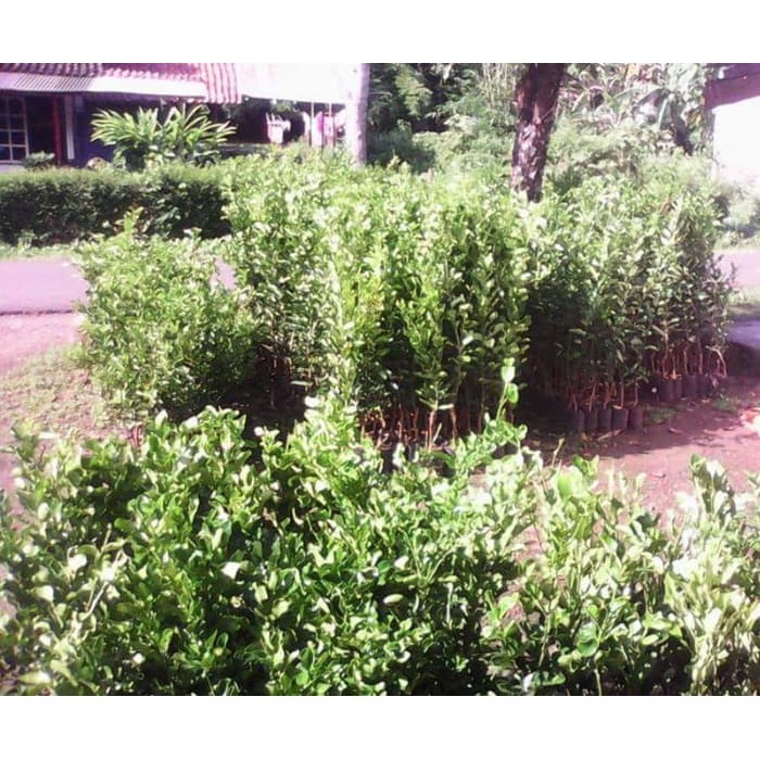 Paket 3 Bibit Jeruk Santang Madu Okulasi Murah